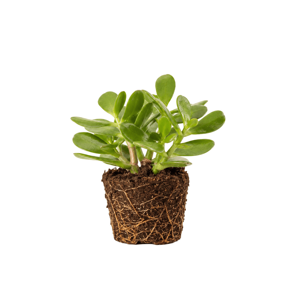 A single rooted jade starter on a soft cream background